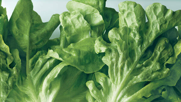 Activesmart Foodcare