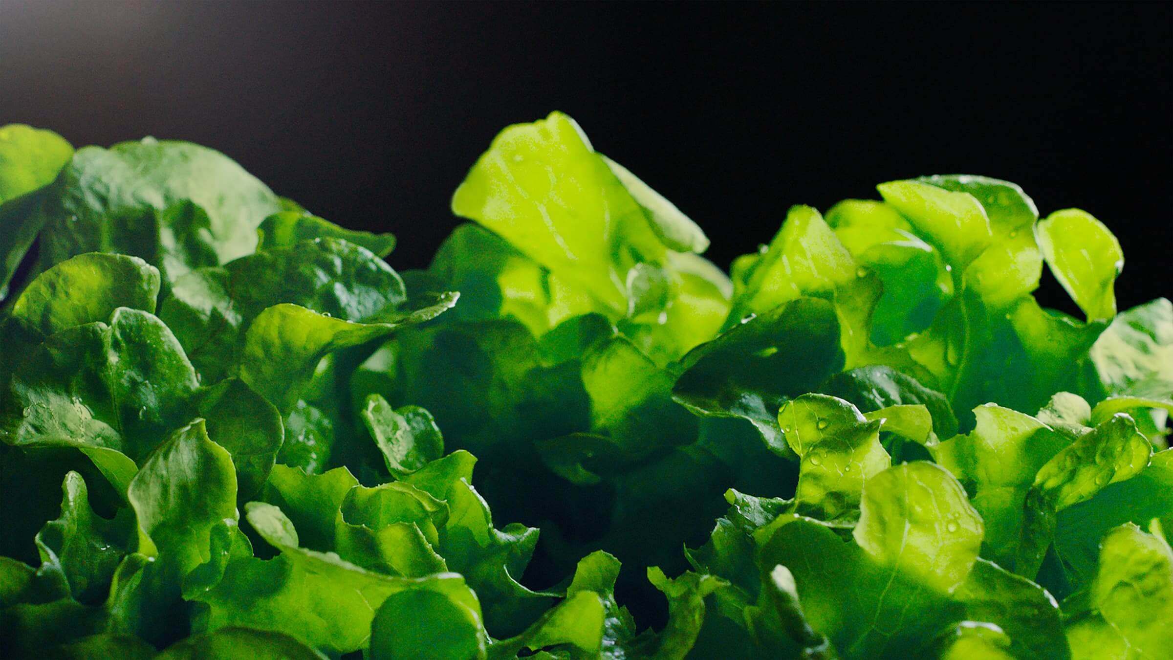 Fresh produce stored in specialized drawers to maintain humidity and extend life